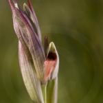 Serapias strictiflora