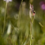 Serapias strictiflora