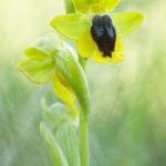 Ophrys lutea