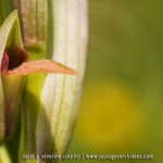 Serapias strictiflora