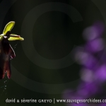 Ophrys insectifera