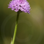 Traunsteinera globosa