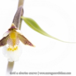 Epipactis des marais