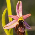 Ophrys drumana