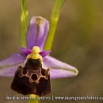 Ophrys druentica