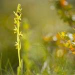 Ophrys aymoninii