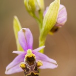 Ophrys scolopax