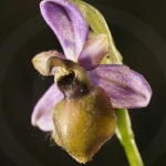 Ophrys aveyronensis