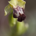 Ophrys lupercalis