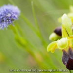 Ophrys sulcata