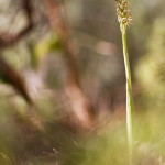 Neotinea maculata