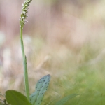 Neotinea maculata