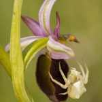 Misumena vatia et Ophrys drumana