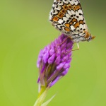 melitaea cinxia et Anacamptis pyramidalis