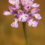 Neotinea tridentata (syn. Orchis)