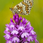 melitaea cinxia et Anacamptis pyramidalis