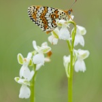 Anacamptis morio et Melitaea cinxia