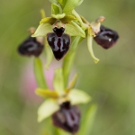 Ophrys passionis