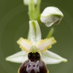 Ophrys araneola