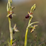 Ophrys provincialis