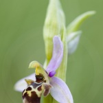 Ophrys scolopax