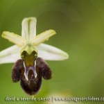 Ophrys panormitana