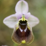 Ophrys aprilia