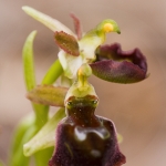 Ophrys morisii