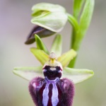 Ophrys incubacea