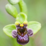 Ophrys bombyliflora