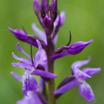 Dactylorhiza traunsteineri