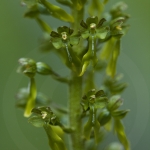 Listera ovata