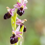 Ophrys morisii