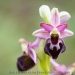 Ophrys morisii