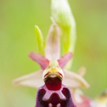 Ophrys morisii