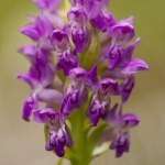 Dactylorhiza cruenta