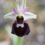 Ophrys morisii