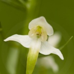 Platanthera chlorantha