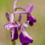 Anacamptis picta