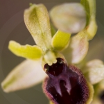 Ophrys araneola