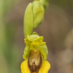 Ophrys corsica