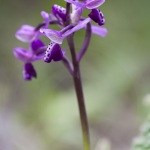 Anacamptis picta