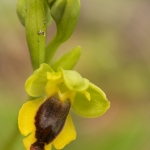 Ophrys corsica