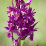 Dactylorhiza sambucina