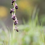 Ophrys morisii