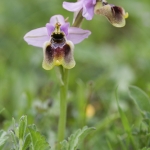 Ophrys aprilia