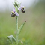 Ophrys pseudosocolopax