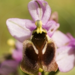 Ophrys aprilia