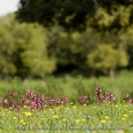 Anacamptis papilionacea