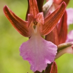 Anacamptis papilionacea